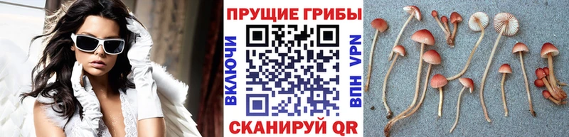 Псилоцибиновые грибы мухоморы  как найти наркотики  Малоархангельск 